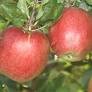 Äpfel Gala/Topaz